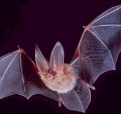The University of Waterloo's plans to install a Bat Cave for Terror Therapy seemed great at first. However after slight student protest, plans seem to be up in the air.